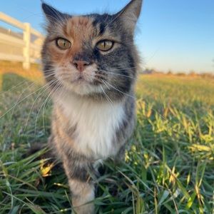 Meet your Posher, Indigo